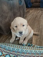 Blue , a male Golden Retriever for sale in Seminole, TX – Photo 3 of 10