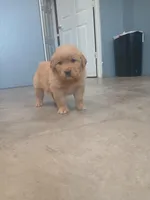 Brown, a male Golden Retriever for sale in Seminole, TX – Photo 1 of 7