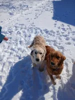 Brown, a male Golden Retriever for sale in Seminole, TX – Photo 4 of 7
