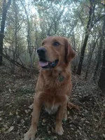 Brown, a male Golden Retriever for sale in Seminole, TX – Photo 7 of 7