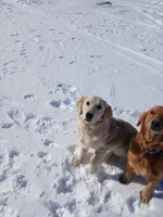 Brown, a male Golden Retriever for sale in Seminole, TX – Photo 5 of 7