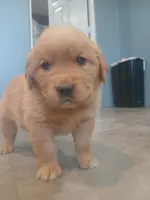 Brown, a male Golden Retriever for sale in Seminole, TX – Photo 3 of 7