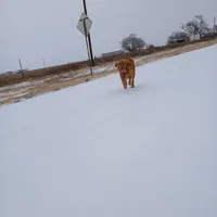 Light pink , a female Golden Retriever for sale in Seminole, TX – Photo 6 of 7