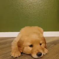 Light pink , a female Golden Retriever for sale in Seminole, TX – Photo 3 of 7