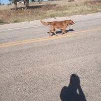 Light pink , a female Golden Retriever for sale in Seminole, TX – Photo 5 of 7