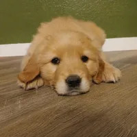 Light pink , a female Golden Retriever for sale in Seminole, TX – Photo 2 of 7