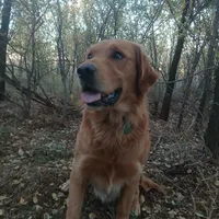 Light pink , a female Golden Retriever for sale in Seminole, TX – Photo 4 of 7