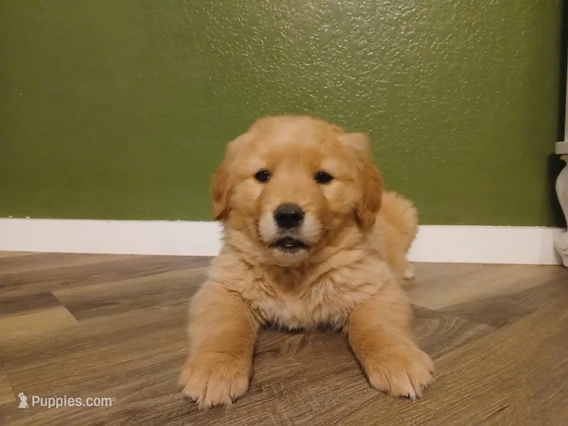 Light pink , a female Golden Retriever for sale in Seminole, TX – Photo 1 of 7