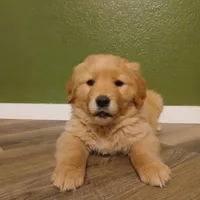 Light pink , a female Golden Retriever for sale in Seminole, TX – Photo 1 of 7