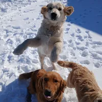 Light pink , a female Golden Retriever for sale in Seminole, TX – Photo 7 of 7