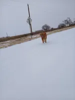 Pink, a female Golden Retriever for sale in Seminole, TX – Photo 6 of 9