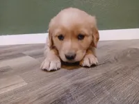 Pink, a female Golden Retriever for sale in Seminole, TX – Photo 4 of 9