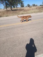 Pink, a female Golden Retriever for sale in Seminole, TX – Photo 9 of 9