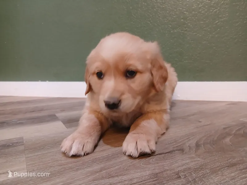 Pink, a female Golden Retriever for sale in Seminole, TX – Photo 1 of 9