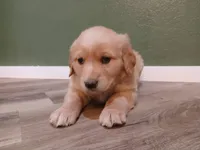 Pink, a female Golden Retriever for sale in Seminole, TX – Photo 1 of 9