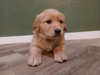 Pink, a female Golden Retriever for sale in Seminole, TX – Photo 2 of 9