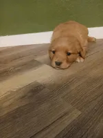 Red, a female Golden Retriever for sale in Seminole, TX – Photo 2 of 6