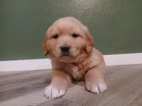 Teal, a male Golden Retriever for sale in Seminole, TX – Photo 4 of 8