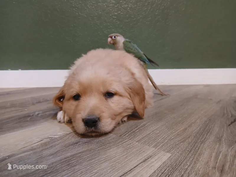 Teal, a male Golden Retriever for sale in Seminole, TX – Photo 1 of 8