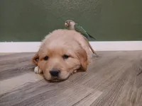 Teal, a male Golden Retriever for sale in Seminole, TX – Photo 1 of 8