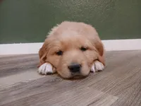 Teal, a male Golden Retriever for sale in Seminole, TX – Photo 3 of 8