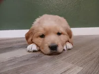 Teal, a male Golden Retriever for sale in Seminole, TX – Photo 2 of 8