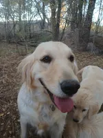 Golden, a male Golden Retriever for sale in Seminole, TX – Photo 7 of 9