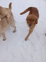 Golden, a male Golden Retriever for sale in Seminole, TX – Photo 5 of 9