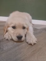 Golden, a male Golden Retriever for sale in Seminole, TX – Photo 2 of 9