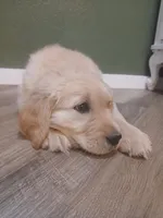 Golden, a male Golden Retriever for sale in Seminole, TX – Photo 3 of 9