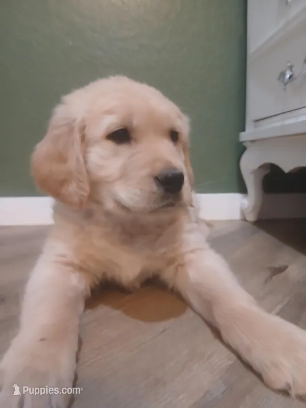 Golden – Golden Retriever puppy on hold in Seminole, TX