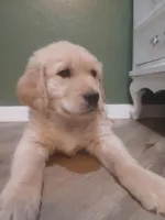 Golden, a male Golden Retriever for sale in Seminole, TX – Photo 1 of 9