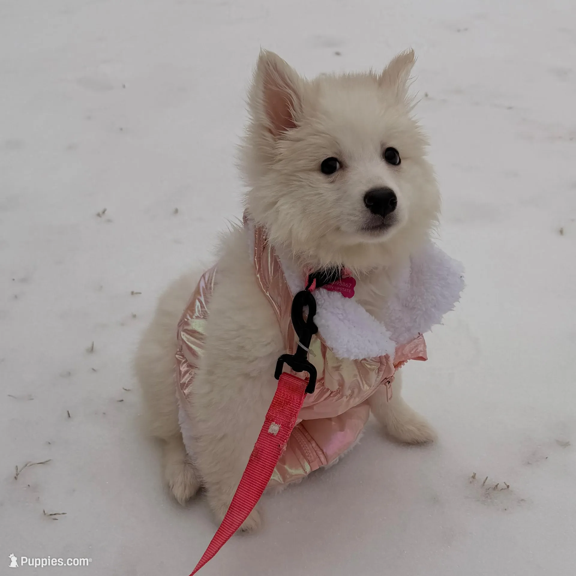 CoCo, a female American Eskimo for sale in Spartanburg, SC – Photo 4 of 6