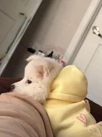 CoCo, a female American Eskimo for sale in Spartanburg, SC – Photo 2 of 6