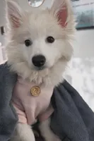 CoCo, a female American Eskimo for sale in Spartanburg, SC – Photo 1 of 6