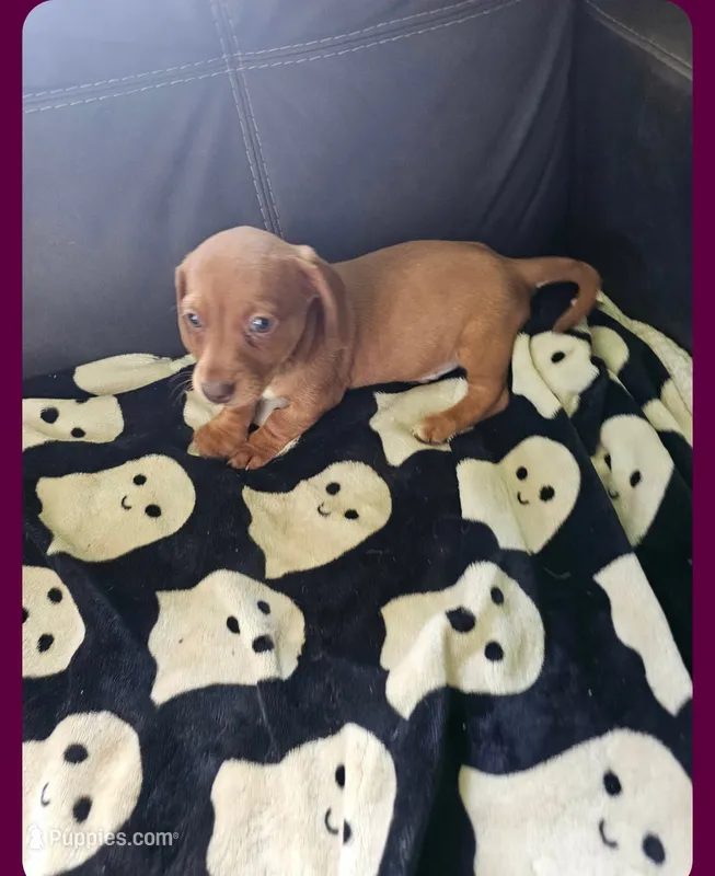 Boy redish color – Dachshund puppy for sale in Houlton, ME