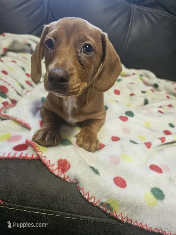 Boy redish color – Dachshund puppy for sale in Houlton, ME