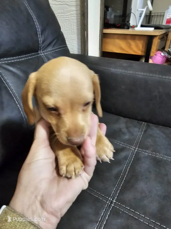 Cream color Boy – Dachshund puppy for sale in Houlton, ME
