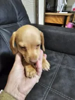 Cream color Boy, a male Dachshund for sale in Houlton, ME – 3 of 4