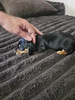 Traditional female, a female Dachshund for sale in Houlton, ME – 2 of 2