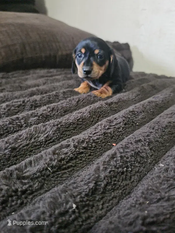 Traditional female – Dachshund puppy for sale in Houlton, ME