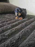 Traditional female, a female Dachshund for sale in Houlton, ME – 1 of 2