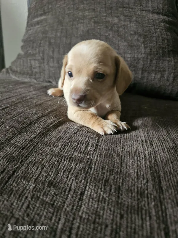 Cream color Boy – Dachshund puppy for sale in Houlton, ME