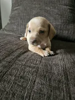 Cream color Boy, a male Dachshund for sale in Houlton, ME – 1 of 2