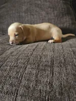 Cream color Boy, a male Dachshund for sale in Houlton, ME – 2 of 2