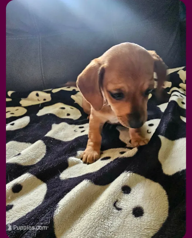 Red female – Dachshund puppy for sale in Houlton, ME