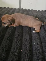 Boy redish color, a male Dachshund for sale in Houlton, ME – 2 of 2
