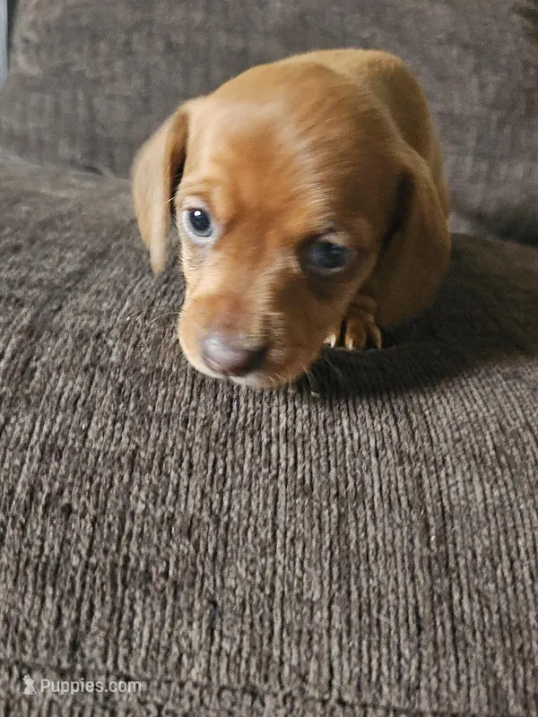 Boy redish color – Dachshund puppy for sale in Houlton, ME