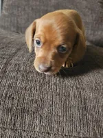Boy redish color, a male Dachshund for sale in Houlton, ME – 1 of 2