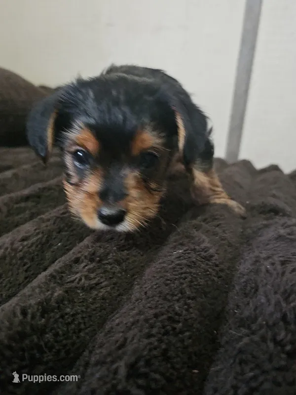 Traditional Yorkie  – Yorkshire Terrier puppy for sale in Houlton, ME